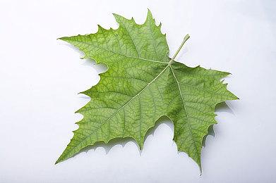 Epic圣诞每日喜加一 免费领《突变元年：伊甸之路》